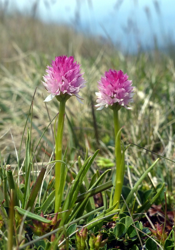 La Nigritella widderi a Pizzo di Sevo e Cima Lepri  -  luglio 2025